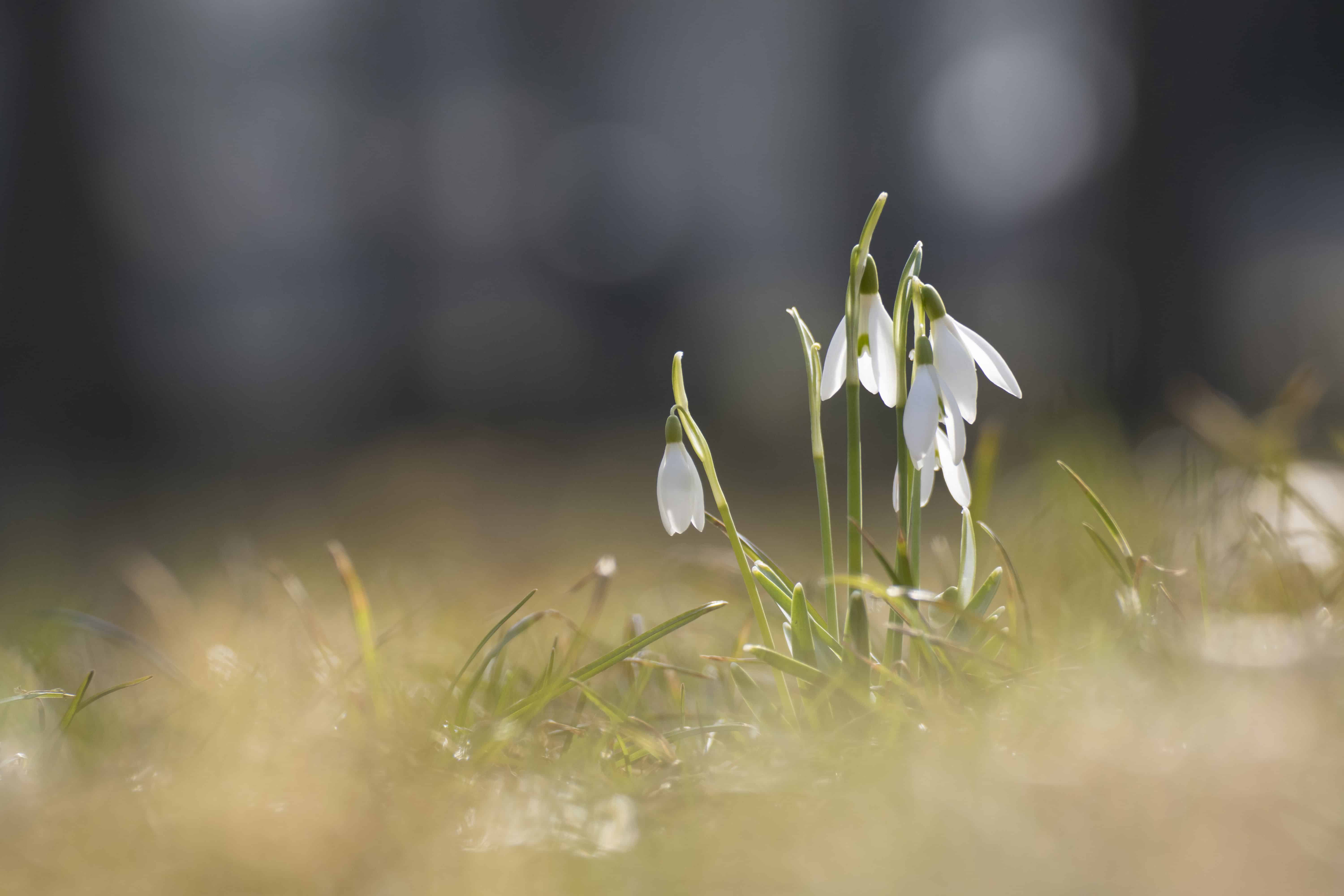Spring Sharing | April 2025